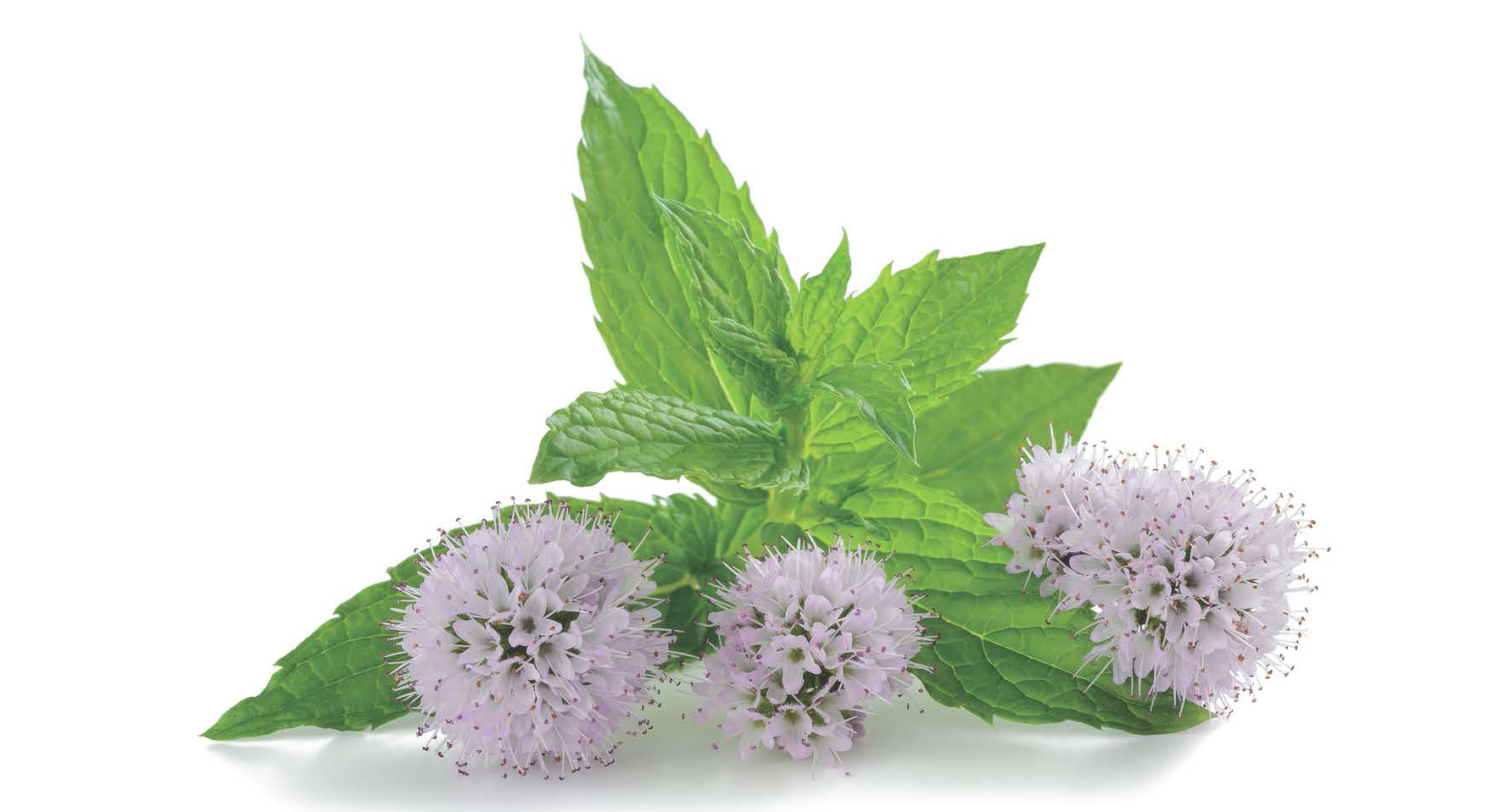 Menta Propriet Benefici E Ricette