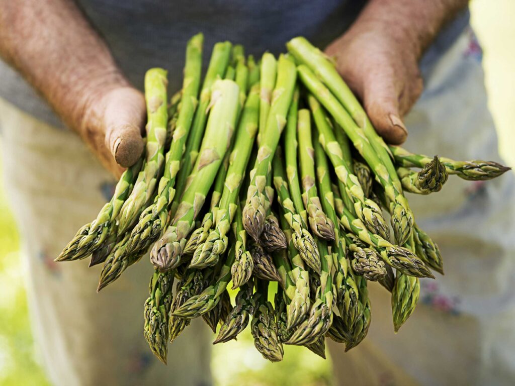 asparagi-raccolti-made-italy