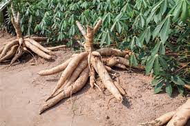 cassava-piantagioni