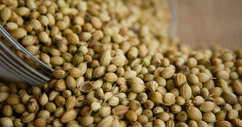 usare i semi in cucina coriandolo