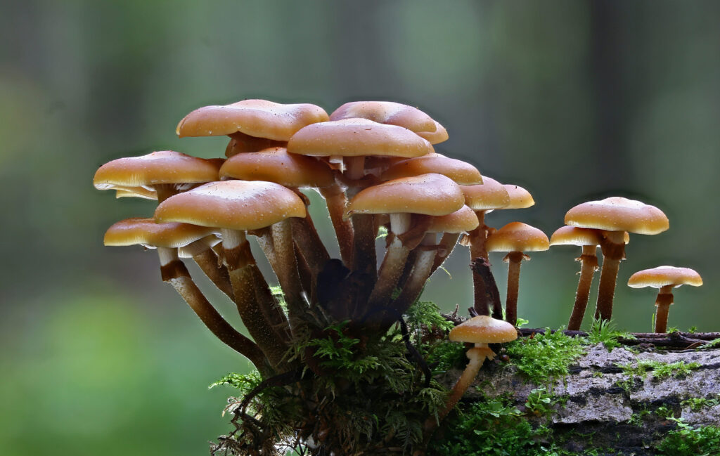 funghi-autunnali
