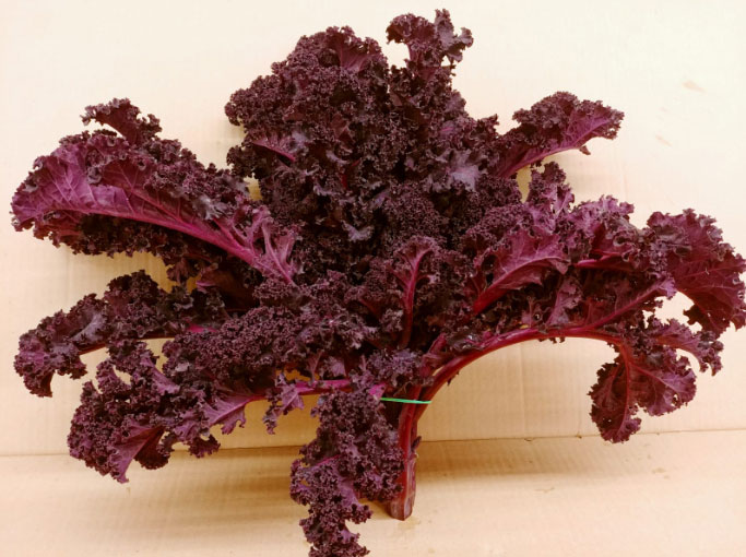 Kale o Cavolo riccio viola proprietà benefici